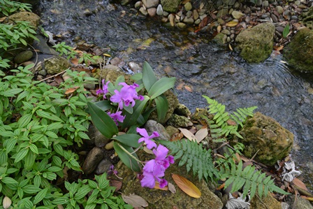 In Nature