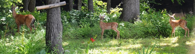 In the Wild!